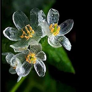 Meet your Posher, Miela